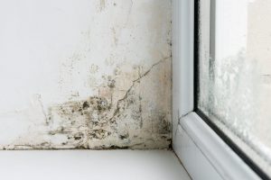 Lire la suite à propos de l’article Moisissure au plafond : causes et solutions